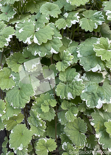 Image of beautiful green leaves