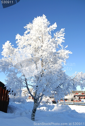 Image of Frosty tree