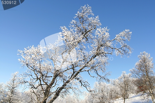 Image of Frosty tree