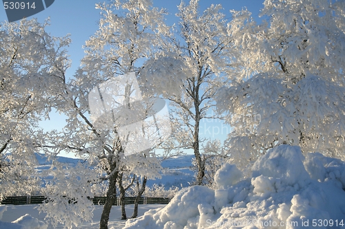 Image of Frosty trees