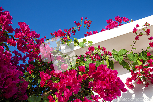 Image of Blooming Bougainvillea, blue sky and white wall