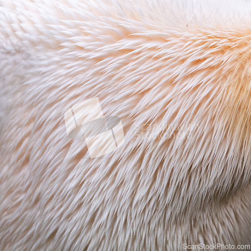 Image of Detail of  feathers of a pelican. 