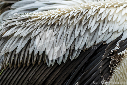 Image of Detail of feathers of a pelican wing