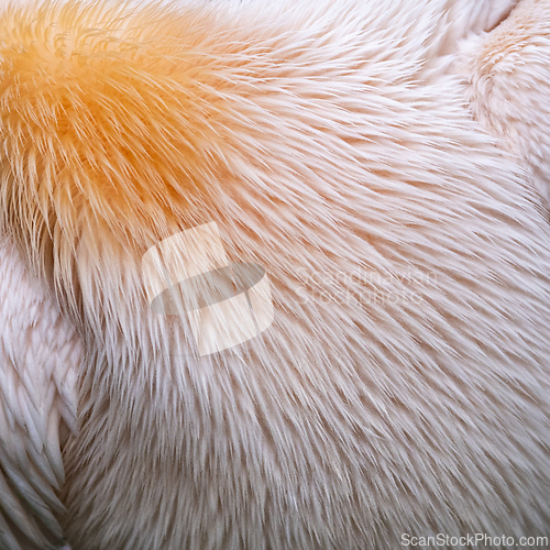 Image of Detail of  feathers of a pelican. Background