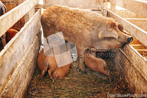 Image of Mangalitsa sow nursing piglets