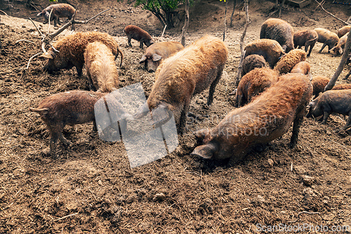 Image of Mangalica pigs foraging in mud