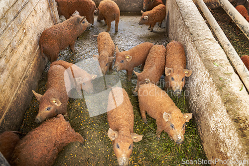Image of Group of mangalica pigs