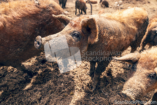 Image of Herd of mangalica pigs