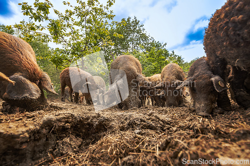 Image of Mangalica pig herd