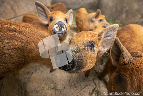 Image of Curious piglets looking at camera