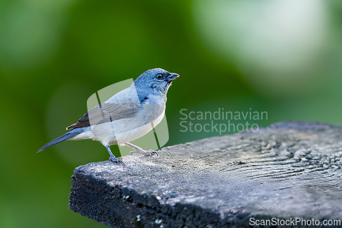 Image of Plain-colored tanager (Tangara inornata). Rionegro, Santander department. Wildlife and birdwatching in Colombia