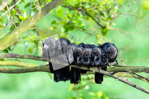 Image of Groove-billed ani (Crotophaga sulcirostris). Rionegro, Santander department. Wildlife and birdwatching in Colombia