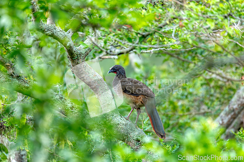 Image of Colombian chachalaca (Ortalis columbiana), Barichara, Santander department. Wildlife and birdwatching in Colombia.