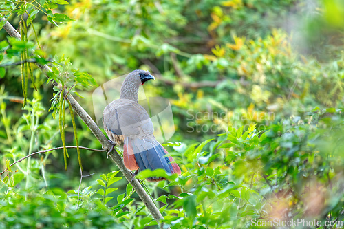 Image of Colombian chachalaca (Ortalis columbiana), Barichara, Santander department. Wildlife and birdwatching in Colombia.