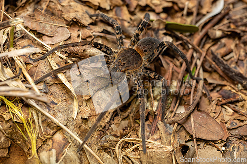 Image of Ancylometes bogotensis, genus of semiaquatic wandering spiders. Tayrona National Park, Magdalena department. Colombia wildlife.