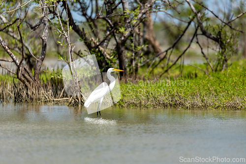 Image of Great egret (Ardea alba), Caribbean Region. Wildlife and birdwatching in Colombia