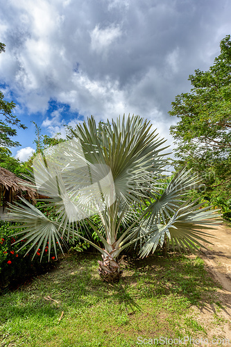Image of Brahea armata, known as Mexican blue palm or blue hesper palm. Tayrona, Magdalena department. Colombia.