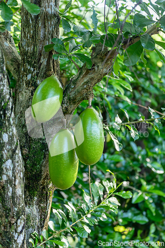 Image of Crescentia cujete, commonly known as the calabash tree, flowering plant native to the Americas. Magdalena department, Colombia