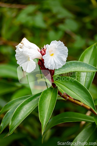 Image of Cheilocostus speciosus, or crepe ginger flower, Tayrona, Magdalena department. Colombia.