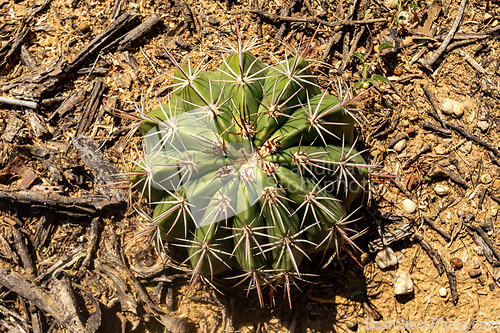Image of Melocactus curvispinus known as the Turks cap cactus, or Popes head cactus. La Guajira department, Colombia