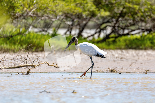 Image of Wood stork (Mycteria americana), Santuario de Fauna y Flora Los Flamencos. Caribbean Region. Wildlife and birdwatching in Colombia