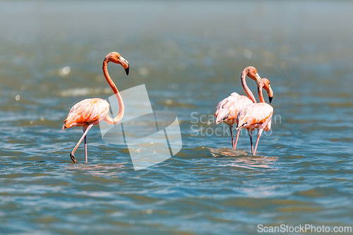 Image of American flamingo (Phoenicopterus ruber), large species of flamingo. Caribbean Region. Wildlife and birdwatching in Colombia