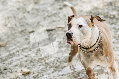 Image of American staffordshire terrier dog water.