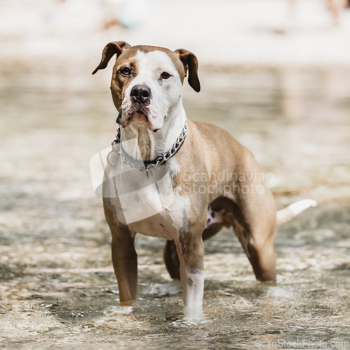 Image of American staffordshire terrier dog playing in water.