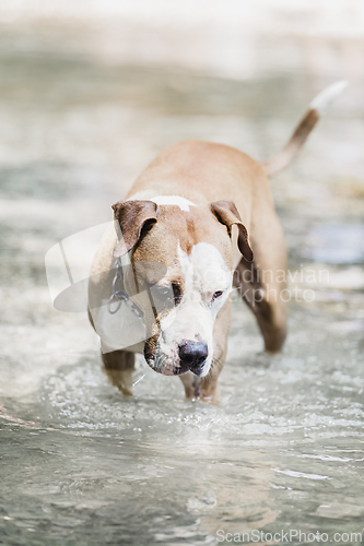 Image of American staffordshire terrier dog playing in water.