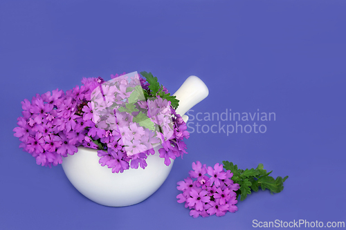 Image of Purple Verbena Flowers for Alternative Herbal Medicine