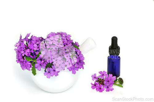 Image of Purple Verbena Herb Flowers and Essential Oil Bottle 