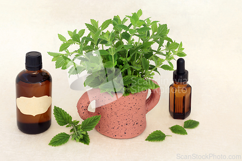 Image of Lemon Balm Herb Herbal Medicine to Relieve Stess