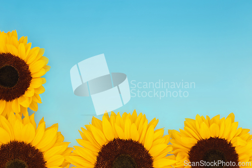 Image of Sunflower Flowers Symbol of Summer Sunshine 