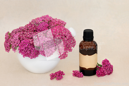 Image of Achillea Yarrow Herb Flowers for Herbal Medicine 