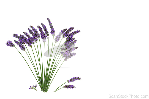 Image of Lavender Flower Herb Abstract Floral Design