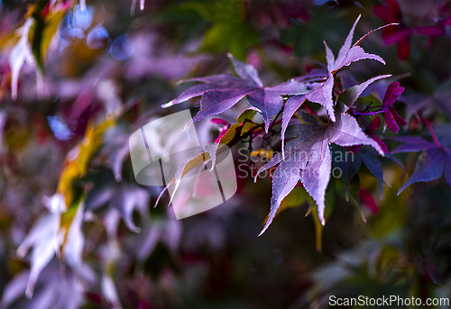 Image of Colorful autumn leaves. Abstract background