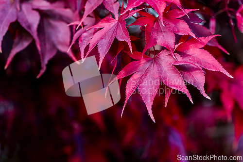 Image of Red leaves of Japanese maple in autumn