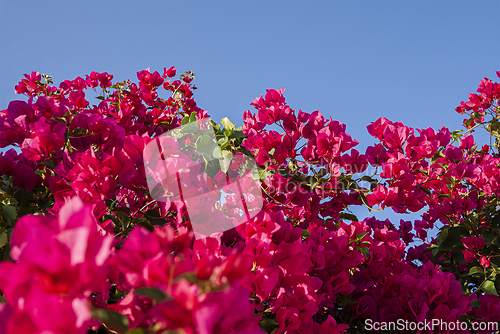 Image of Blooming Bougainvillea and blue sky 
