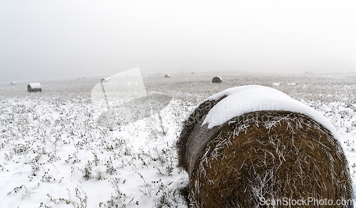 Image of Bales of hay in the field in winter