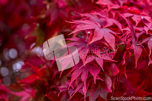 Image of Red leaves of Japanese maple in autumn