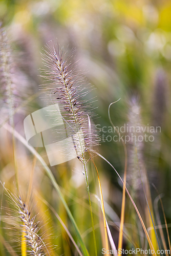 Image of Detail of a flower spike of ornamental grass.  Foxtail fountain 