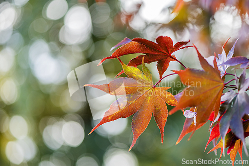 Image of Colorful leaves of Japanese maple in autumn