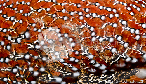 Image of Close-up shot of pheasant feathers. Satyr tragopan