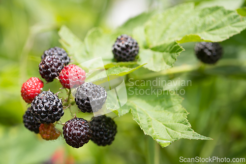 Image of Branch of ripe blackberries