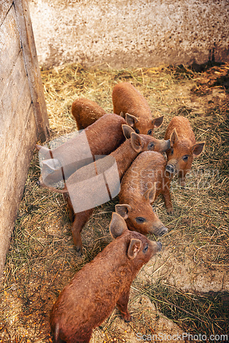 Image of Seven mangalica piglets