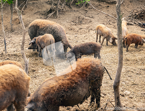 Image of Mangalica pigs foraging for food