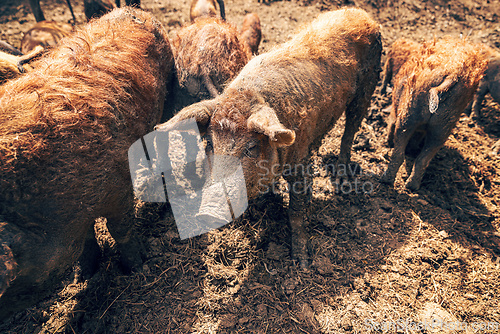 Image of Group of mangalica pigs