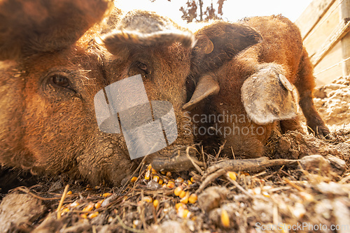 Image of Close up of three mangalica pigs