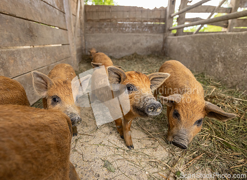 Image of Group of curious piglets