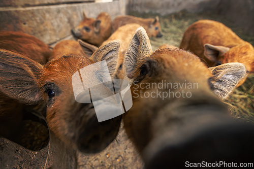 Image of Close up of curious piglets